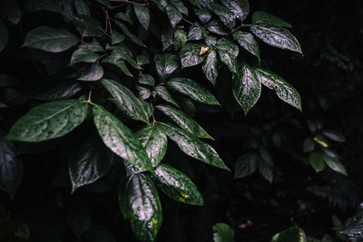 Close-up of green leaves