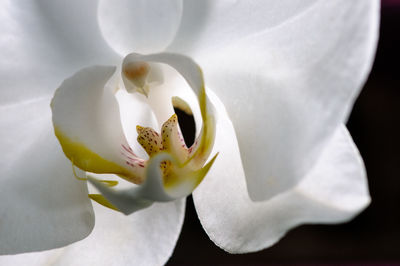 Close-up of white flowers