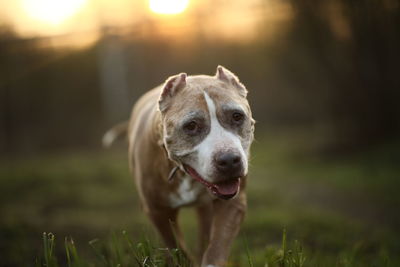 Portrait of dog on field