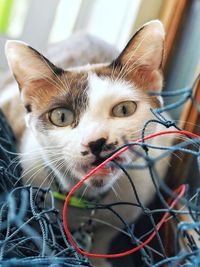 Close-up portrait of a cat