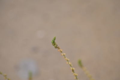 Close-up of plant on field