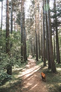 View of a horse in the forest