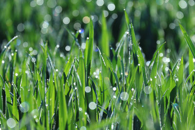 Close-up of wet plants during rainy season