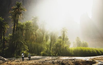 Rear view of people walking on palm trees