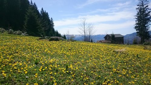 Yellow flowering plants on field against sky