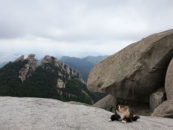 View of a cat on mountain against sky