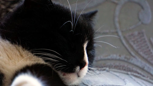 Close-up of cat relaxing at home