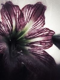 Close-up of purple flowering plant