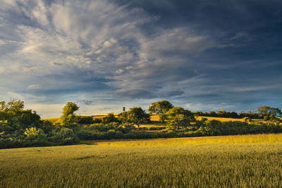 Scenic view of agricultural field against sky