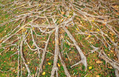 High angle view of tree roots on field
