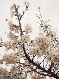 Low angle view of cherry blossom tree