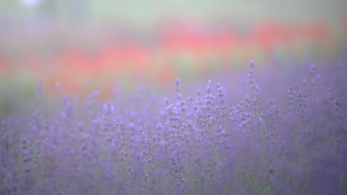 Close-up of purple flowers