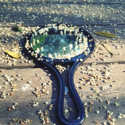 High angle view of plants in puddle