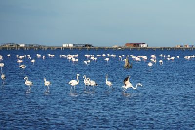 Flock of seagulls by sea against clear sky