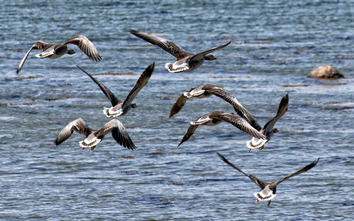 Birds flying over lake