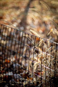 Close-up of cat on field