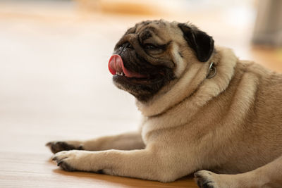 Close-up of a dog looking away