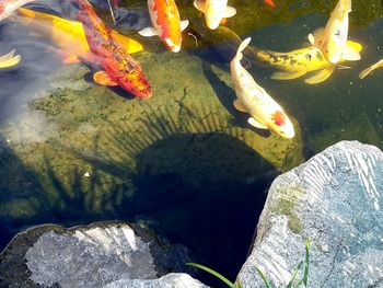 High angle view of koi carps swimming in water