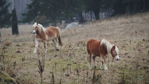 Horses on field