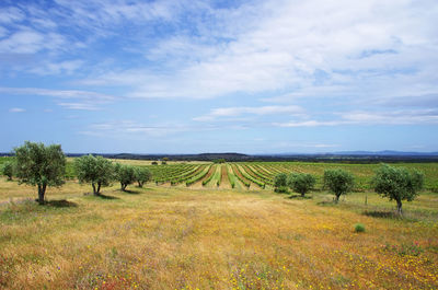 Scenic view of vineyard against sky