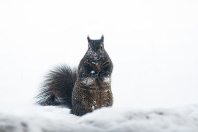 Close-up of lizard on snow
