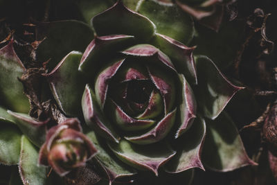 Close-up of succulent plant