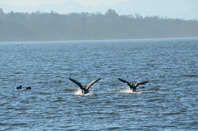 Birds flying over sea against sky