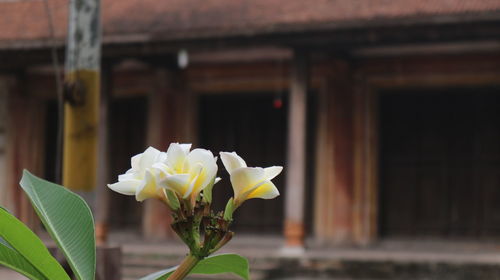 Close-up of flowering plant against building