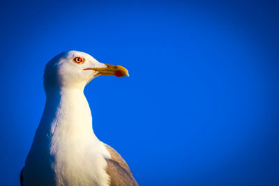 Low angle view of seagull against clear blue sky