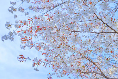 Low angle view of cherry blossoms against sky