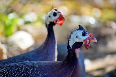 Guinea fowl