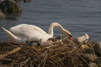 Mute swan with cygnets in nest at lakeshore