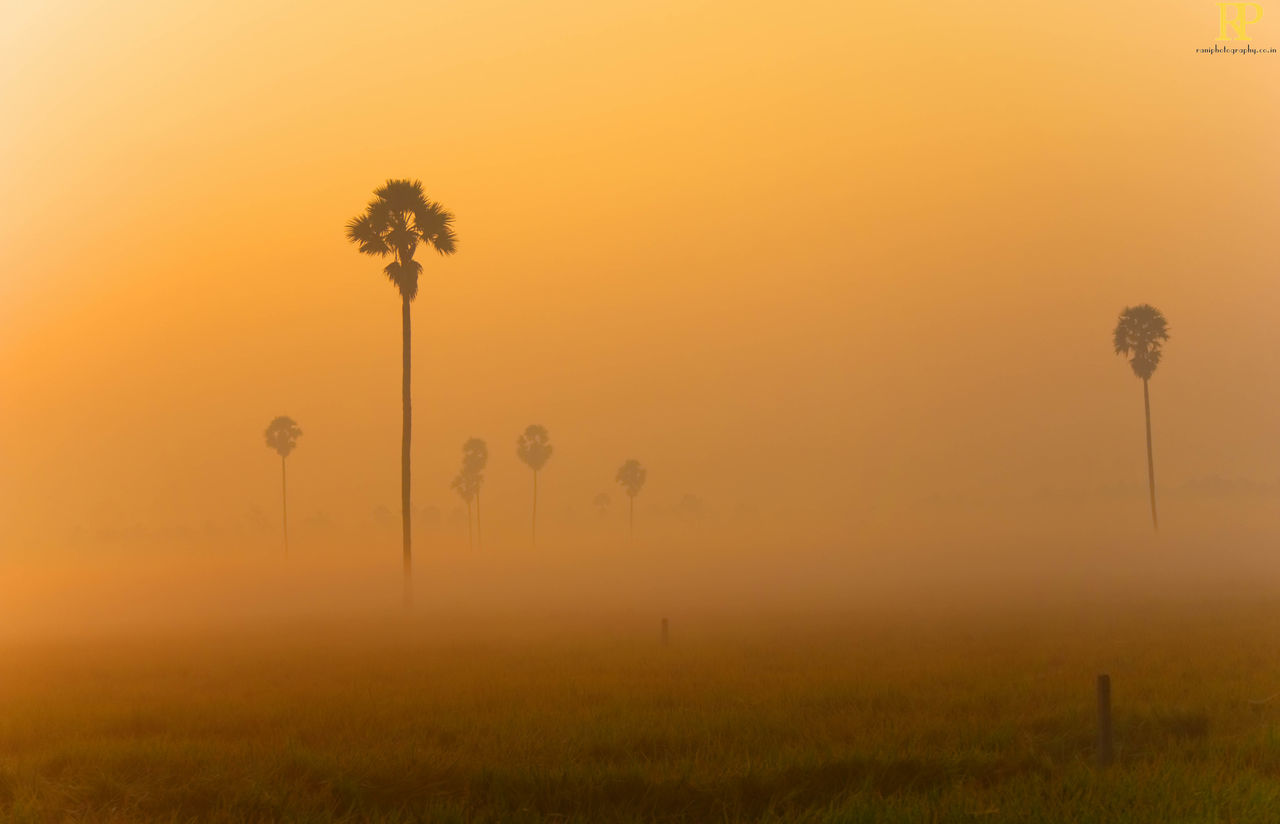 SILHOUETTE TREE ON FIELD AGAINST ORANGE SKY