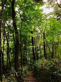 Pathway along trees in forest