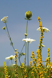 Low angle view of flowering plants against sky