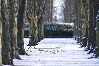 Trees in forest during winter