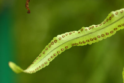 Close-up of caterpillar on plant