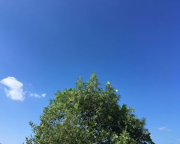 Low angle view of tree against blue sky