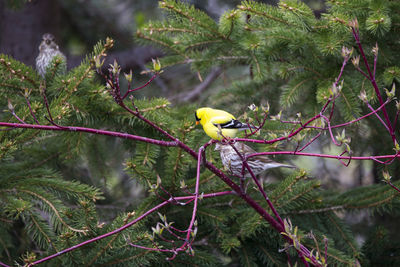 American goldfinch perched on branch in cap tourmente conservation area during a spring afternoon 