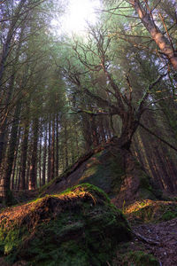 Low angle view of trees in forest