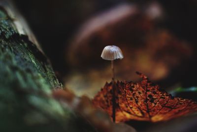 Close-up of mushroom growing outdoors