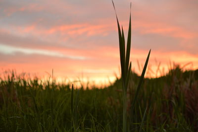 Close-up of wheat growing on field against sky during sunset