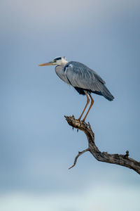 Grey heron