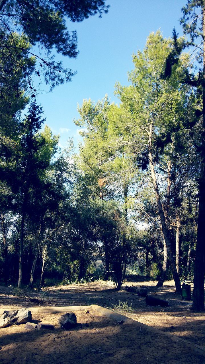 tree, tranquility, clear sky, growth, tranquil scene, nature, sunlight, branch, beauty in nature, scenics, landscape, shadow, sky, tree trunk, day, non-urban scene, no people, forest, park - man made space, outdoors