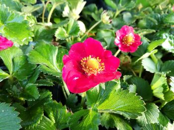 Close-up of pink flowering plant