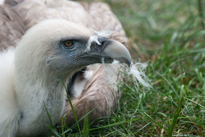 Close-up of vulture on grass