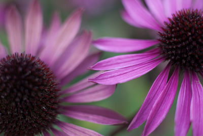 Close-up of pink flower