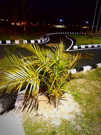 Illuminated plants by river at night