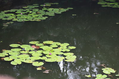 Water lily leaves floating on lake