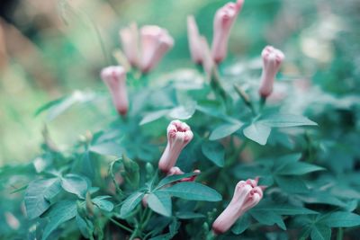 Close-up of a reptile against blurred background